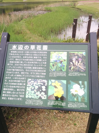 水辺の草花園