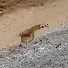 Unknown Spotting ( A Different Snail )