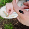 Black Lampyrid Firefly