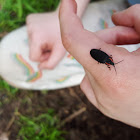 Black Lampyrid Firefly