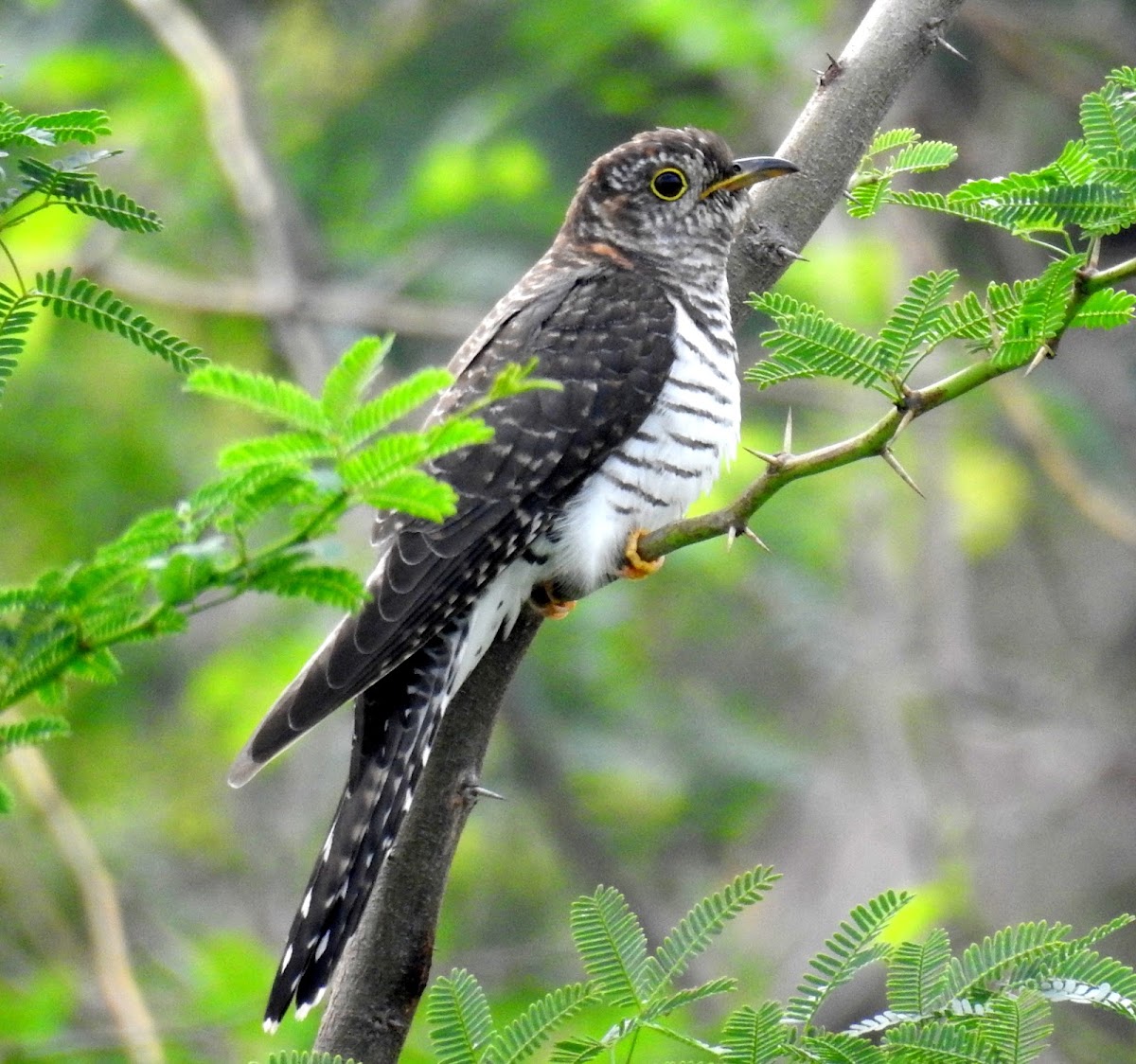 Indian cuckoo