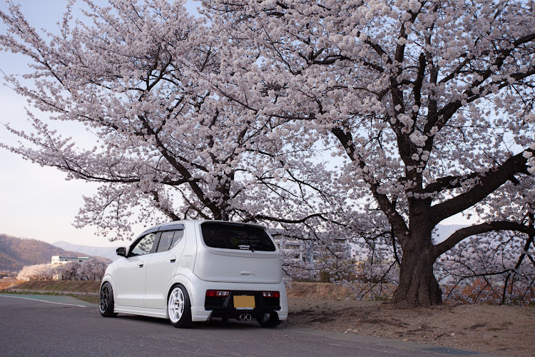 アルトワークスの桜と愛車・サクラと愛車に関するカスタム事例の投稿画像1枚目