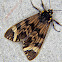 Tiger moth