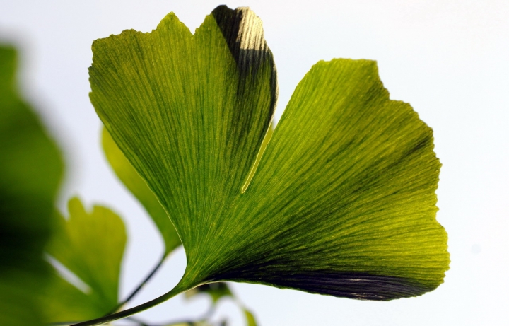 Ginkgo Biloba di mistral