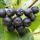 Aronia