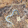 Florida Blue Centipede