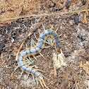 Florida Blue Centipede