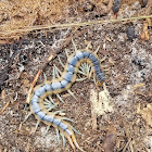 Florida Blue Centipede