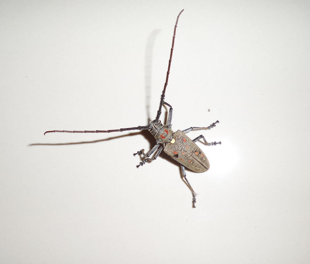 Longhorn Beetle