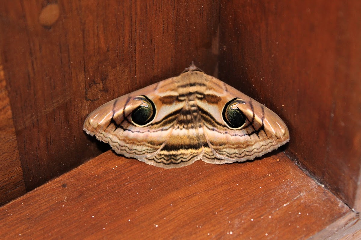 Indian Owlet moth