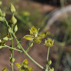 White-margined Swertia