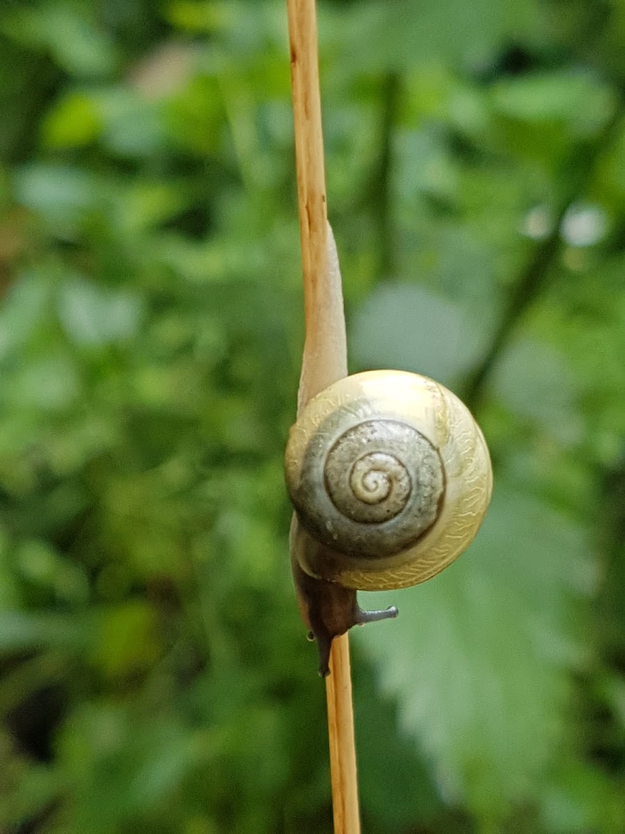 Snail