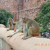 Rhesus Macaques