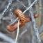 Desert Millipede