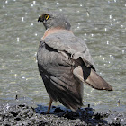 Brown Goshawk (adult)