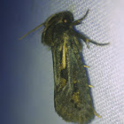 Clemens' Grass Tubeworm Moth, male