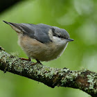 Nuthatch