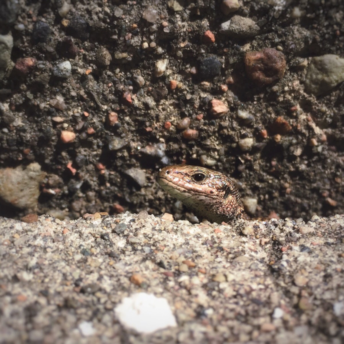 Viviparous lizard or Common Lizard