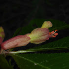 Red Buckeye