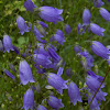 Bellflowers