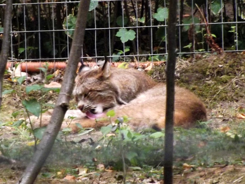 Lynx du Canada, Parc des Félins - Tous droits réservés