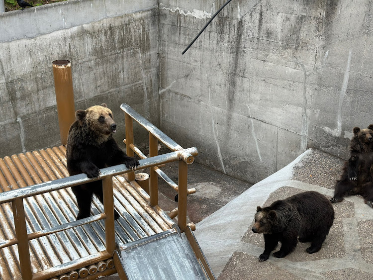 としぞうさんが投稿した北海道チューン・レンタカーチューン・ヒグマには勝てないな😅・ニセコに泊まるよ・エキノコックス気を付けるに関するカスタム事例の投稿画像7枚目