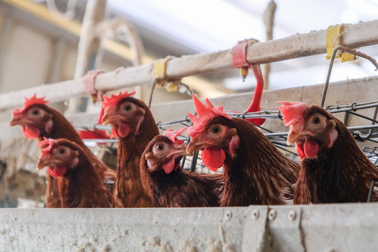 The poultry industry is hard-hit by the outbreak, the association says there's improvement but they're not counting chickens before they hatch. Stock photo.