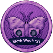 Moth Week 2021