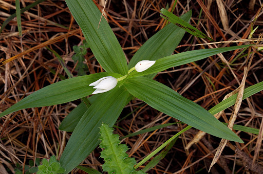 Cephalanthera longifolia