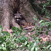 Raccoon