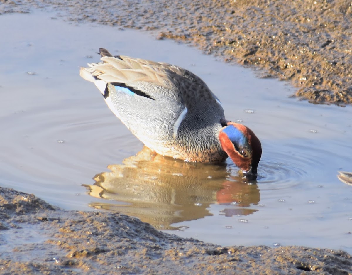 Green-winged teal