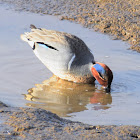 Green-winged teal