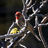 House Finch