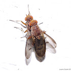 Dung Flies Mating