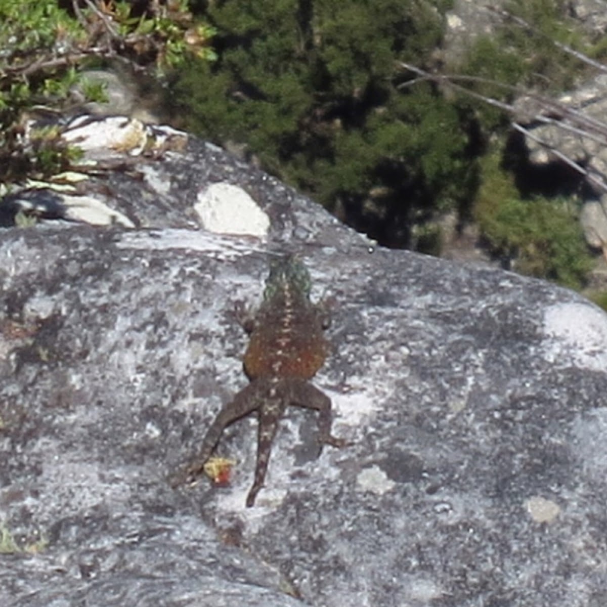 Southern rock agama lizard