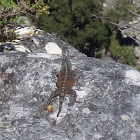 Southern rock agama lizard