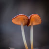 Marasmius elegans