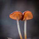 Marasmius elegans