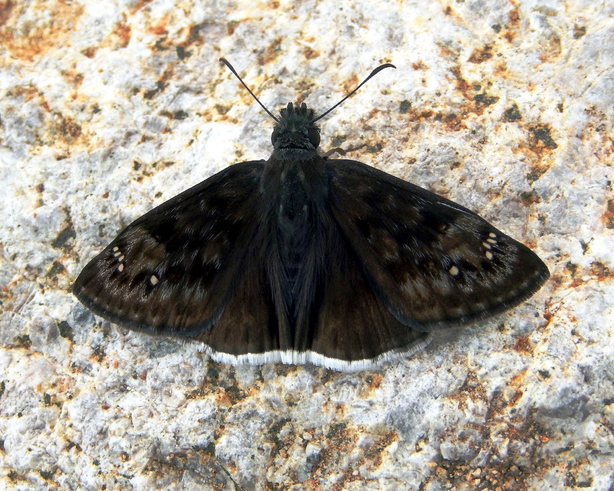 Funereal Duskywing