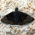 Funereal Duskywing