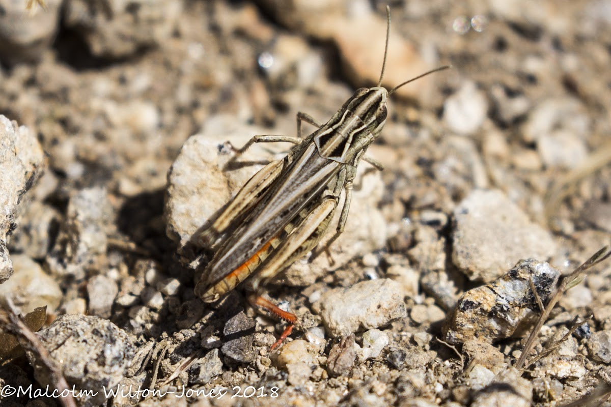 Orange-bodied Grasshopper