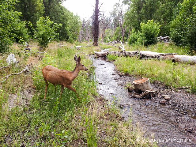 Bandelier nm, ruisseau