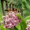 Great Golden digger wasp