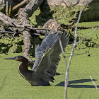 Green Heron