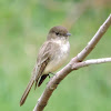 Eastern Phoebe