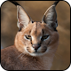 Download Lynx HD Wallpaper For PC Windows and Mac 1.02