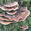 Turkey tail