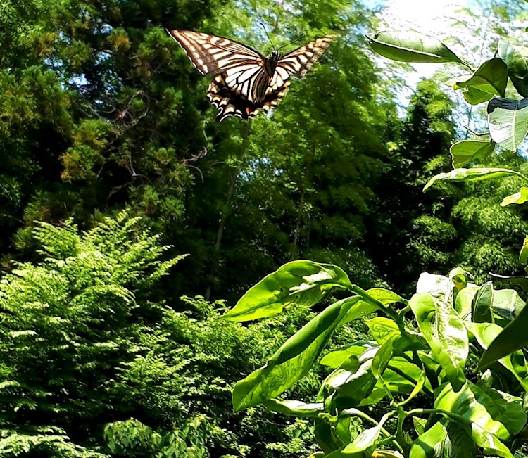 スイフトスポーツのスイフトスポーツZc33s・真横に関するカスタム事例の投稿画像3枚目