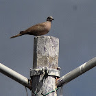 Eurasian collared dove