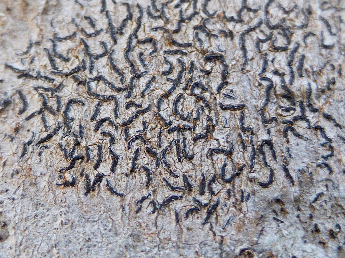 Graphid Lichen